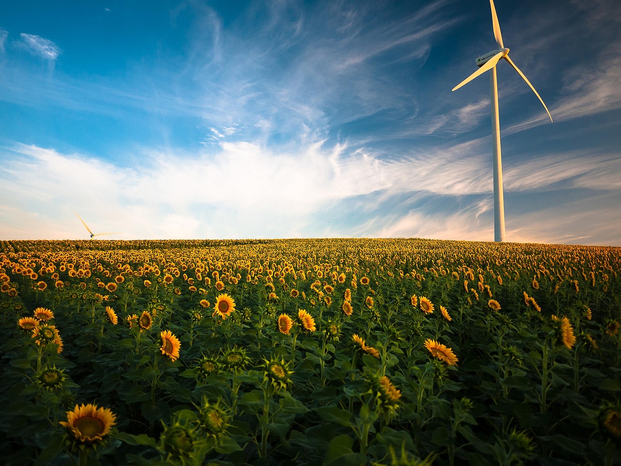 éolienne sur champs de tournesols