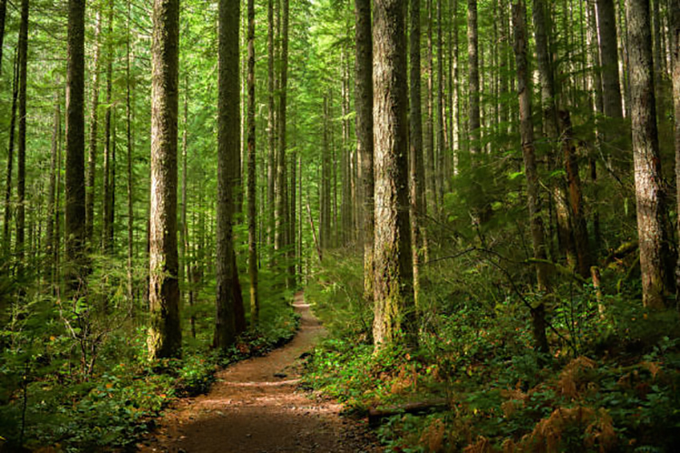 illustration forêt pour parution tableaux de bord séquestation carbone ORCEO